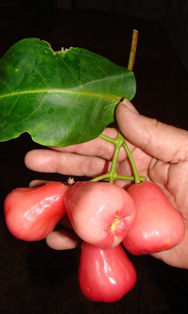 Polynesian Produce Stand ROSE APPLE SWEET SURPRIZE Syzygium